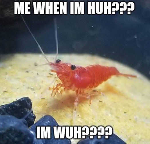 A picture of a red shrimp in an aquarium.